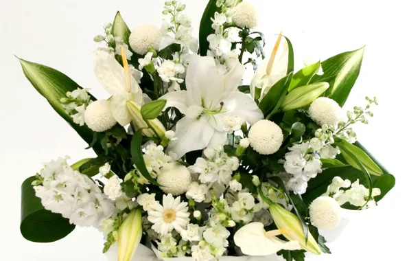 White, Lily, bouquet, Daisy, chrysanthemum, Anthurium, gillyflower
