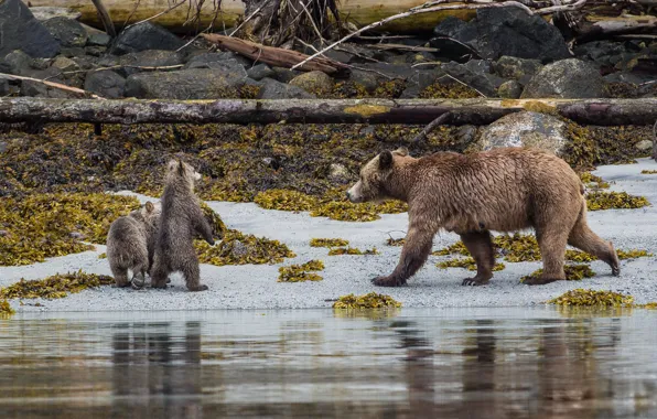 Picture Beach, Grizzly, Bears