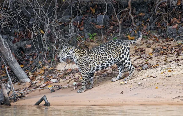 Picture predator, Jaguar, cub, wild cat