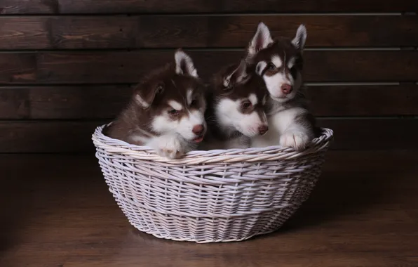 Puppies, Husky, Cuties