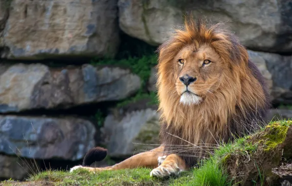 Picture grass, look, face, stones, Leo, lies, zoo, hill