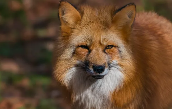 Look, face, Fox, red