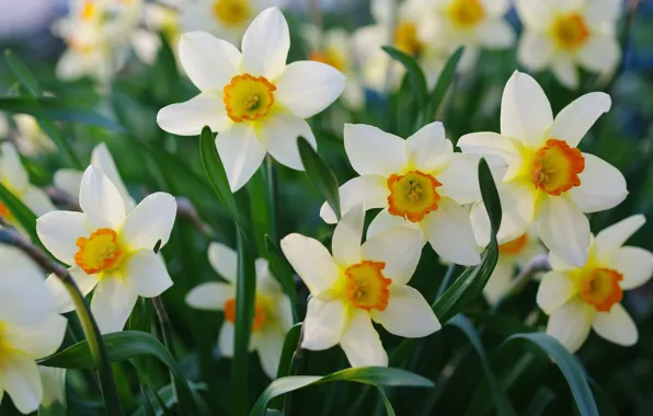 Spring, petals, daffodils