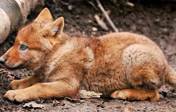 Nature, face, animal, wolf, wildlife, head, fur, mammal