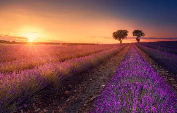 The sky, the sun, rays, trees, flowers, dawn, dal, morning