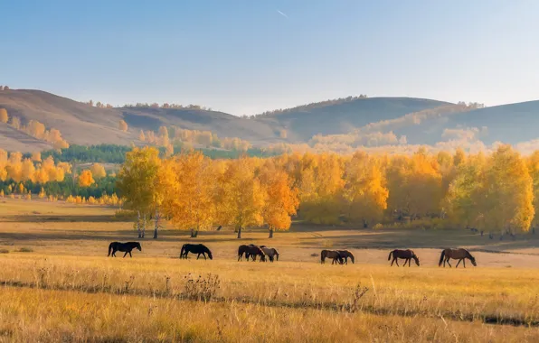 Field, autumn, landscape, nature, horses