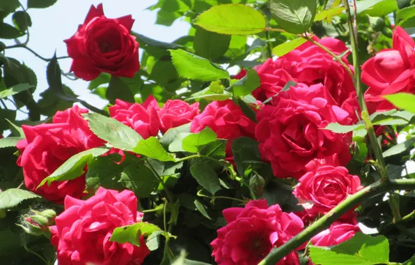 Flowers, Bush, Bright, Red, Roses, Meduzanol ©, Summer 2018