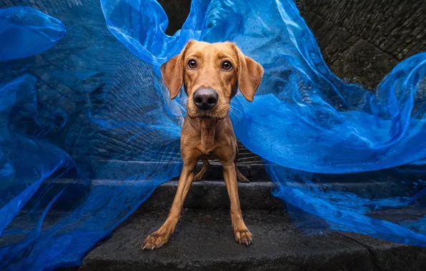 Look, nature, pose, dog, paws, fabric, stage, face