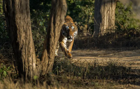 Picture trees, tiger, sneaks