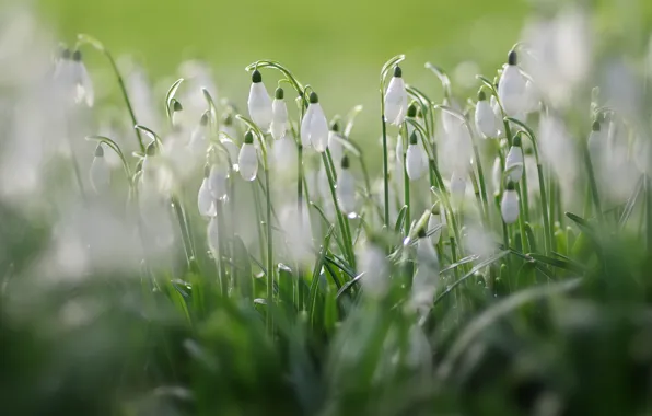 Light, flowers, glade, blur, spring, snowdrops, white, a lot