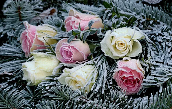 Frost, flowers, roses, needles