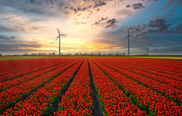 Field, the sky, clouds, flowers, strip, view, spring, dal
