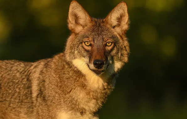 Picture look, face, light, close-up, background, wolf, portrait, bokeh