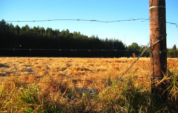 Field, forest, the fence