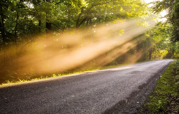 Picture asphalt, the sun, rays, trees