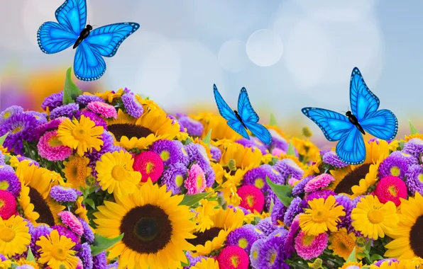 Picture butterfly, sunflowers, spring, colorful, butterfly, beautiful, bokeh, asters