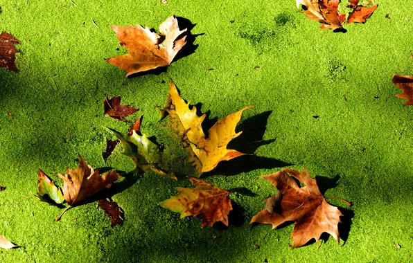 Picture autumn, leaves, macro, swamp, Tina