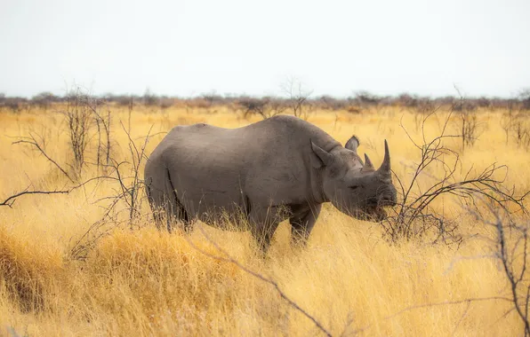 Picture nature, Rhino, Of Africa