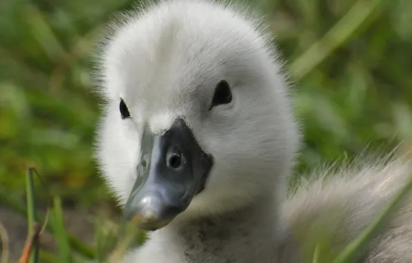 Picture eyes, beak, baby, duck