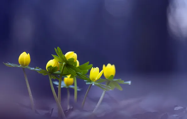 Nature, Winter aconite, Eranthis hyemalis