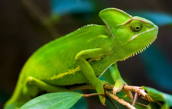 Picture green, rainforest, chameleons