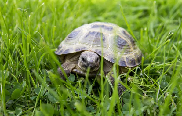 Grass, glade, turtle, land