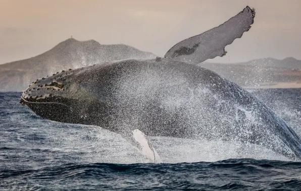 Picture squirt, jump, power, Gorbach, humpback whale