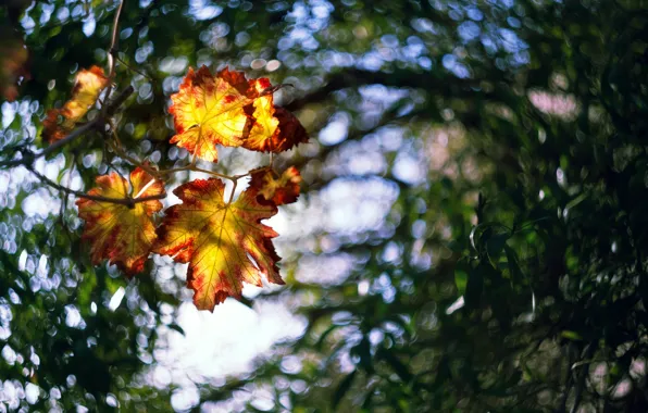 Picture leaves, light, blur