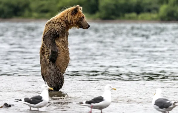 Picture water, wet, bear