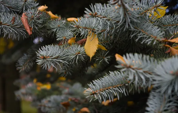 Autumn, sheet, yellow, spruce