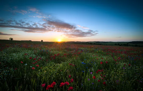Field, the sky, the sun, sunset, flowers, Maki, chamomile, space