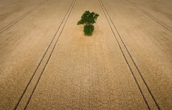 Picture trees, summer, field