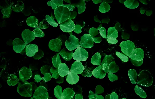 Nature, plants, clover, black background, green leaves
