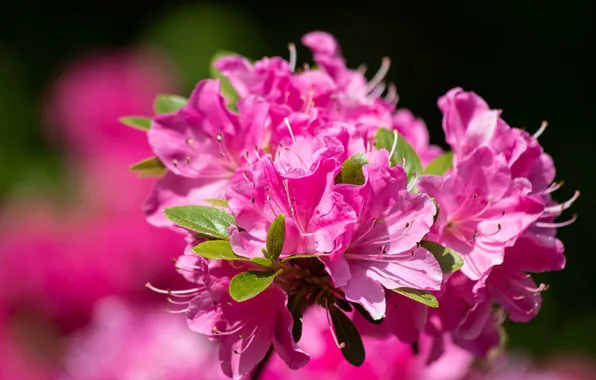 Flowering, bokeh, rhododendron