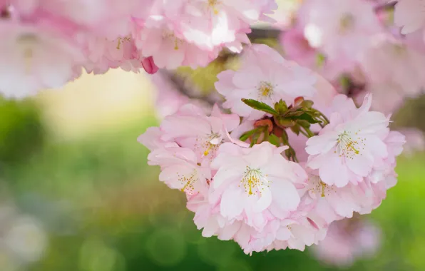 Nature, spring, petals, garden, Sakura