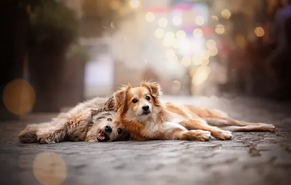 Picture the city, street, dog