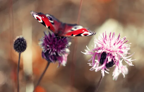 Butterfly, clover, bokeh