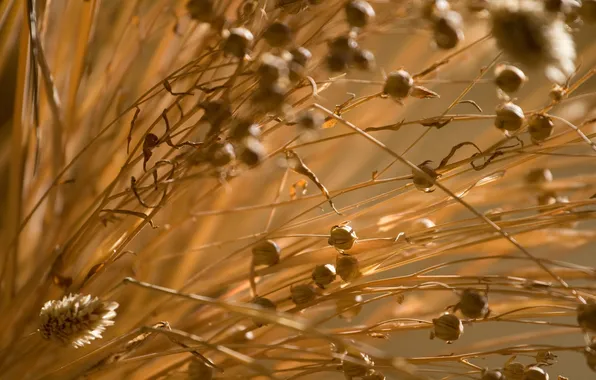 Picture field, macro, dry, grass