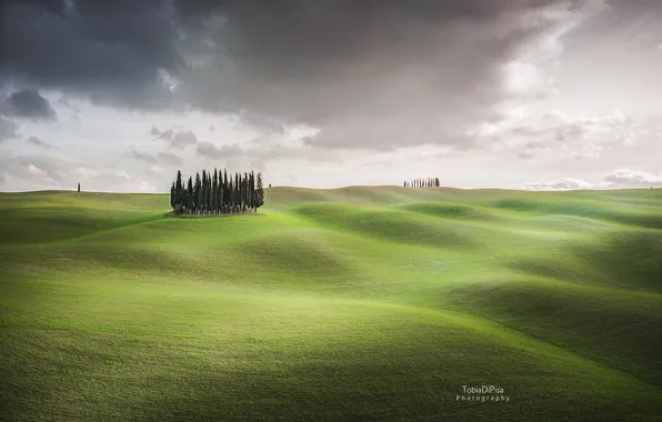 The sky, trees, field, cypress