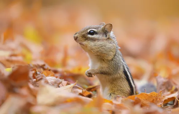 Autumn, leaves, background, Chipmunk, face