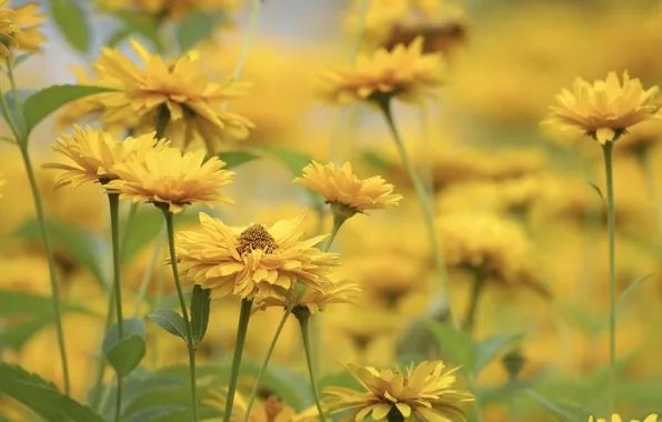 Picture flowers, background, yellow, blur