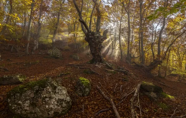 Forest, trees, vegetation, roots
