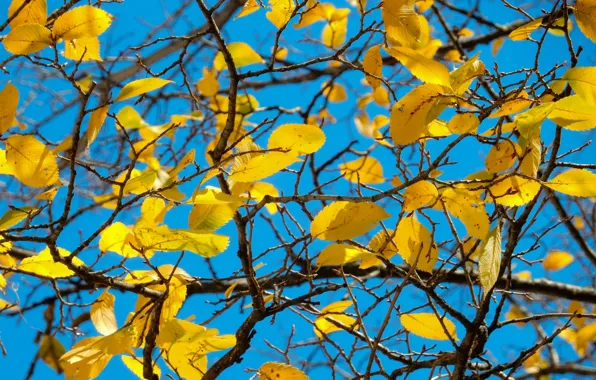 The sky, leaves, nature, tree, widescreen, Wallpaper, wallpaper, widescreen