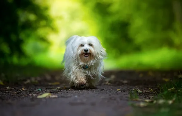 Picture dog, walk, The Havanese