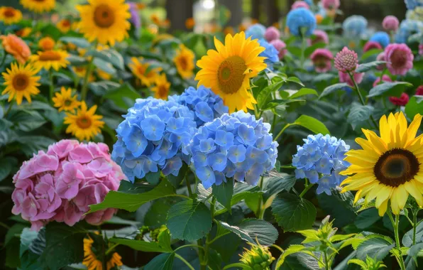 Summer, sunflowers, flowers, thickets, yellow, garden, blue, pink