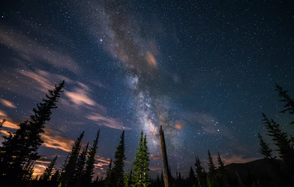Space, stars, trees, the milky way