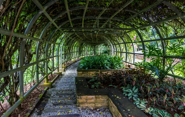 Green, nature, leaves, garden, walk, malaysia, botanical garden, putrajaya