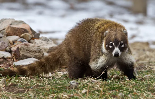 Picture tail, raccoon, the common coati