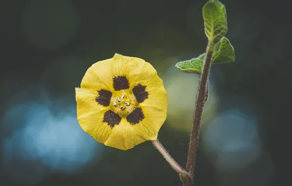 Flower, background, leaf, bokeh, Rodrigo Godinez