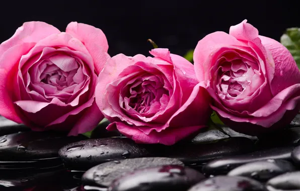 Water, stones, roses, buds